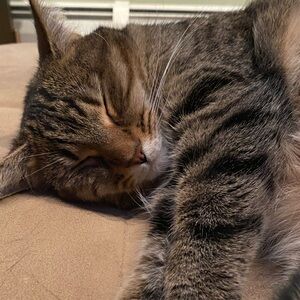 Hi, I’m catmom456 🩷🐱